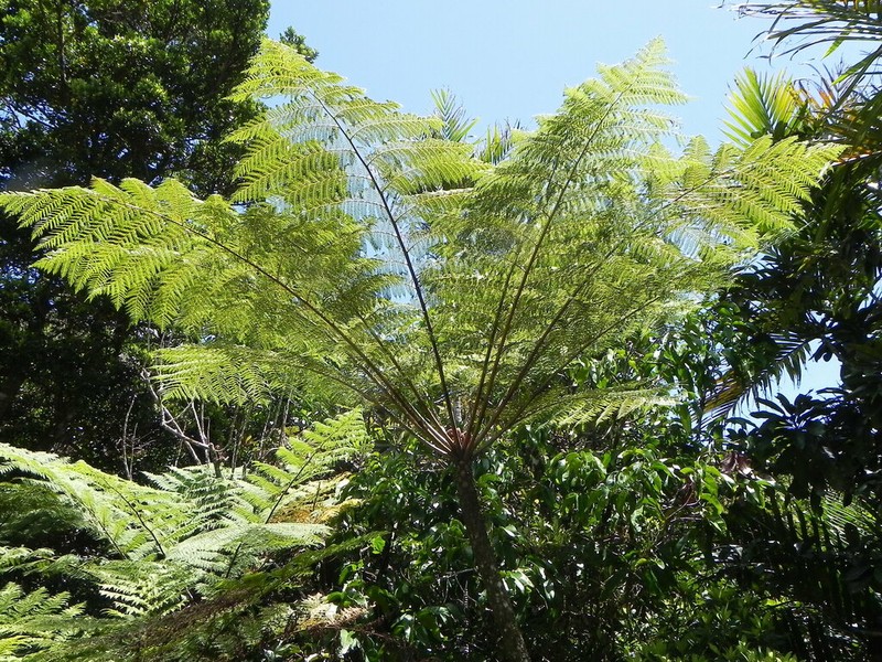 Cyathea alata photo 8