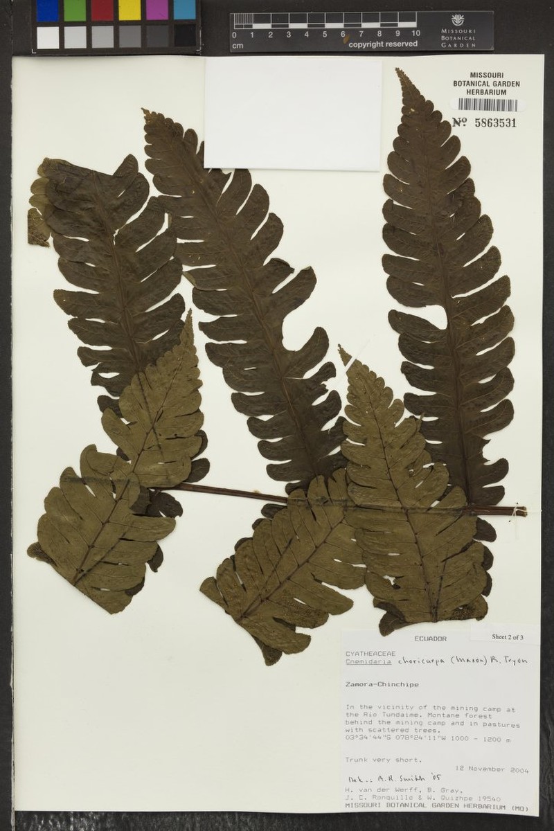 Cyathea alatissima