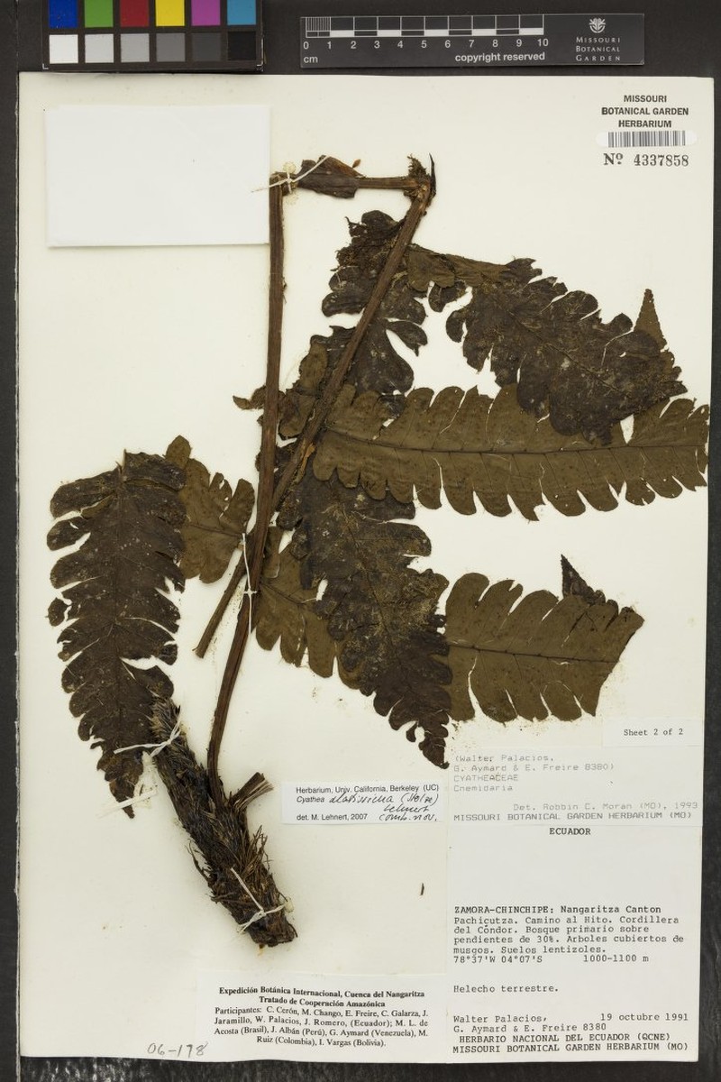 Cyathea alatissima photo 2