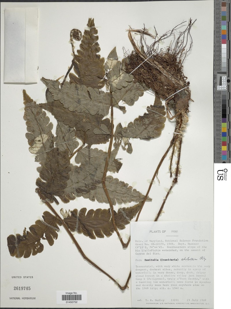 Cyathea alatissima photo 3