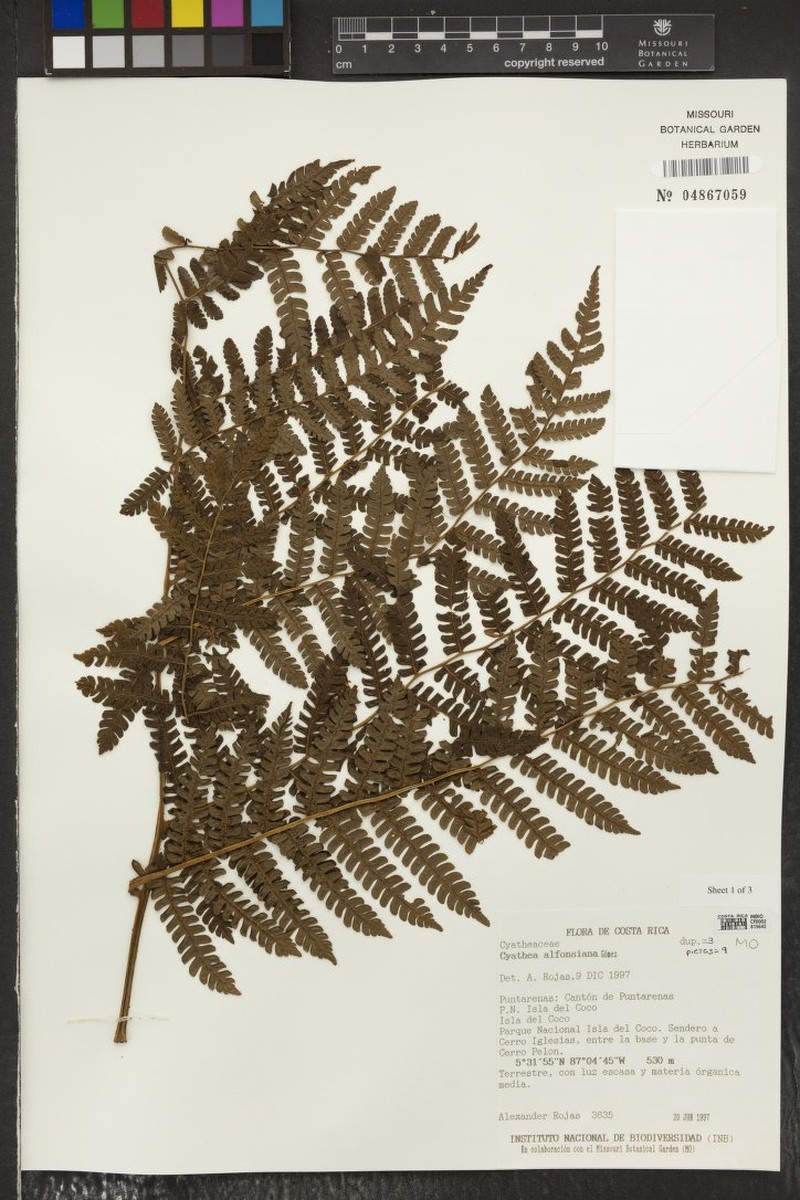 Cyathea alfonsiana photo 2