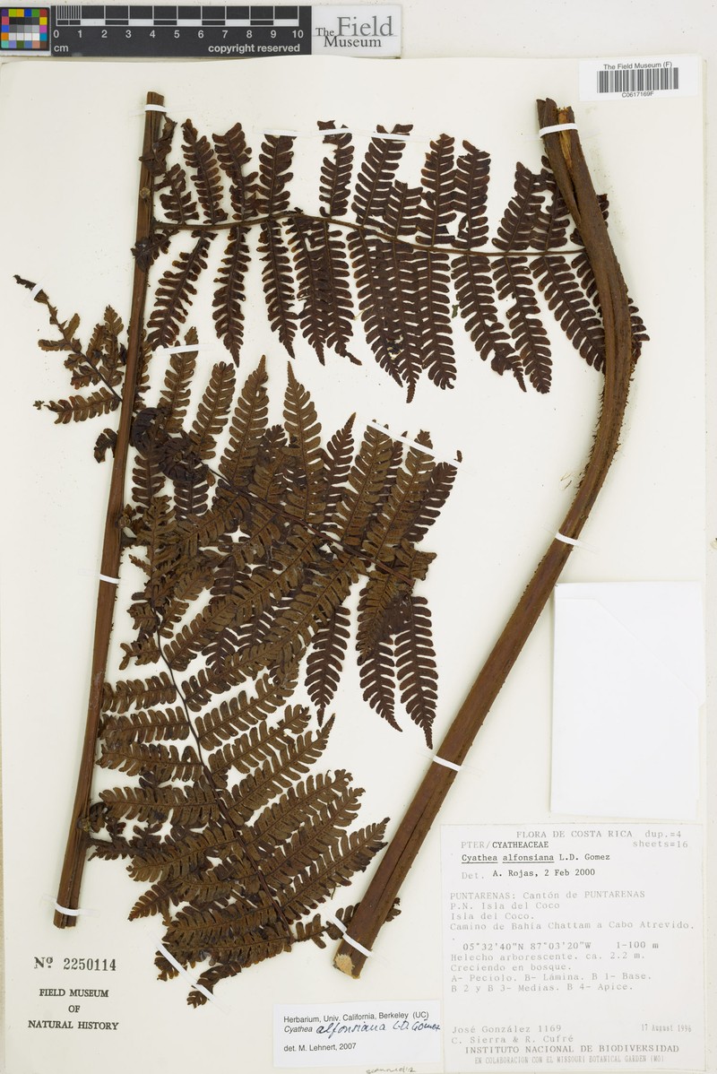 Cyathea alfonsiana photo 3