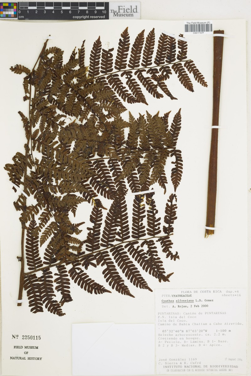 Cyathea alfonsiana photo 4