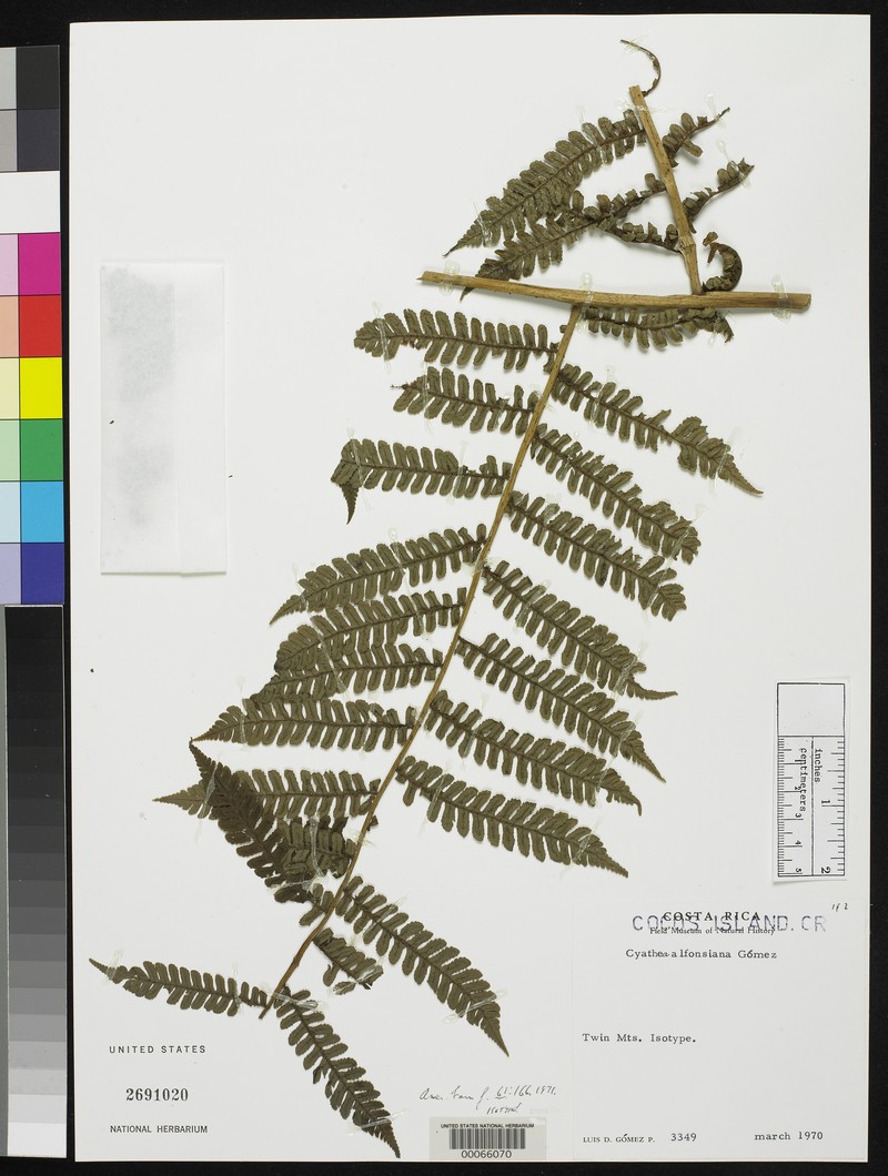 Cyathea alfonsiana