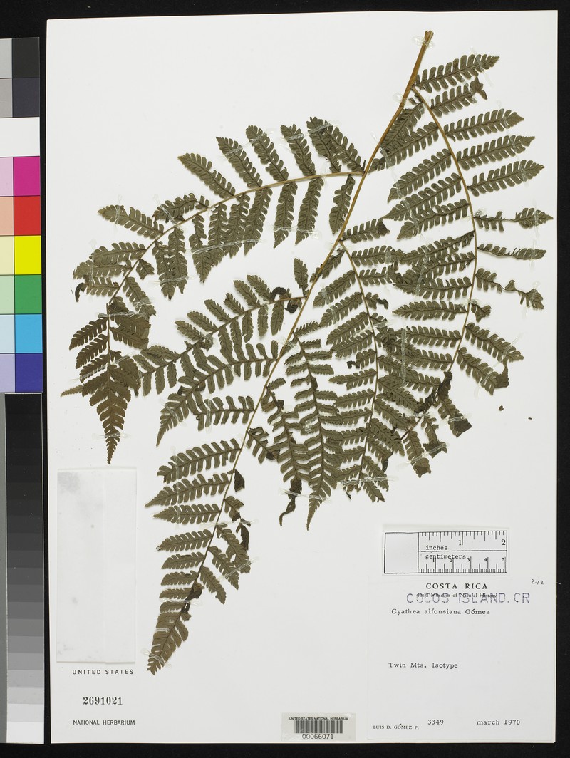 Cyathea alfonsiana photo 5