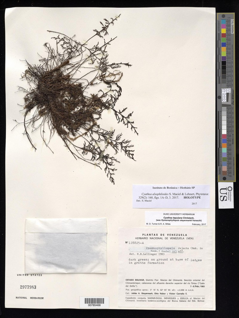 Cyathea alsophiloides