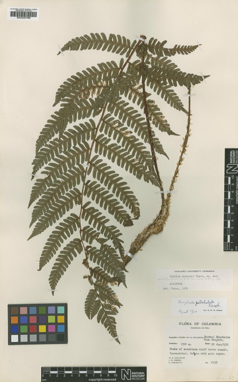 Cyathea alstonii