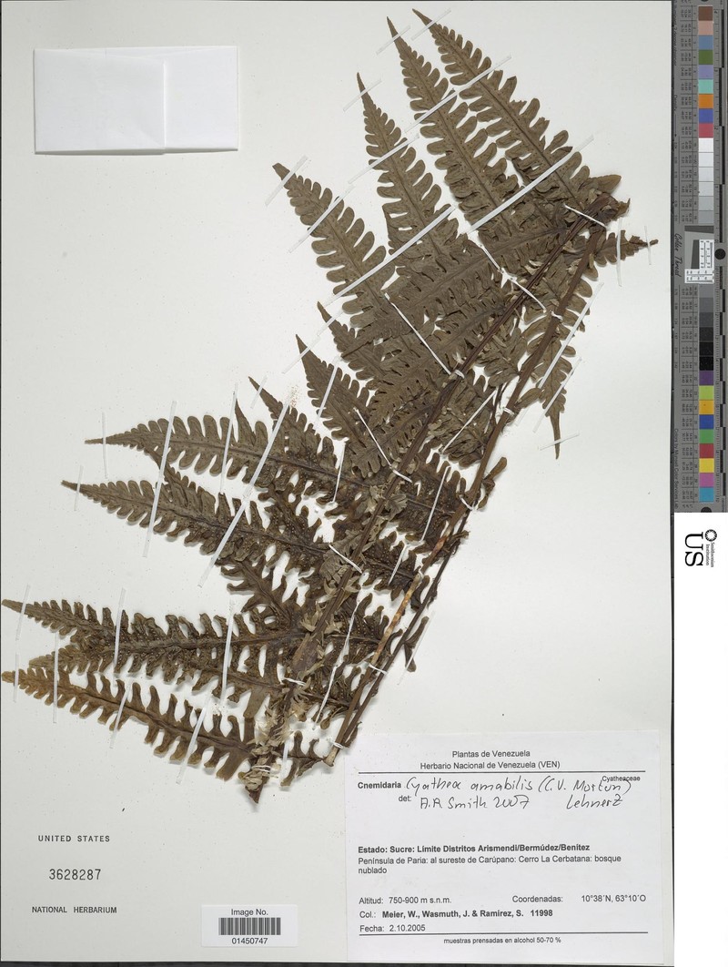 Cyathea amabilis