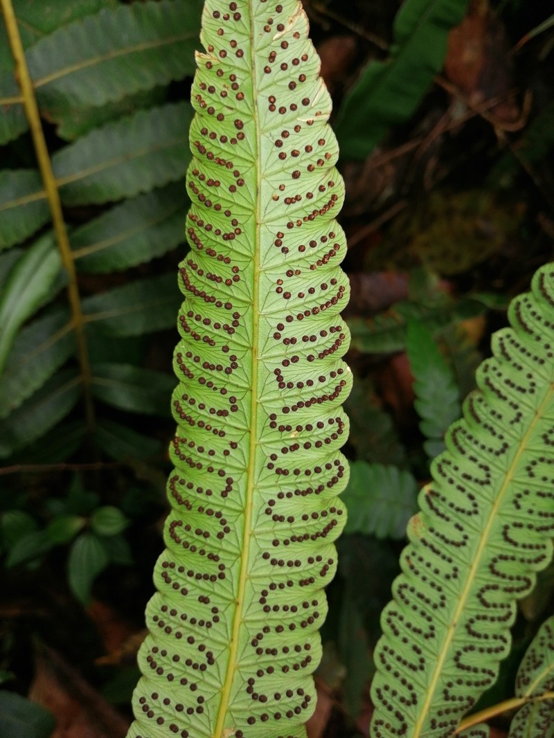 Cyathea andicola