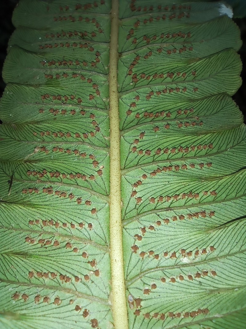 Cyathea andicola photo 2