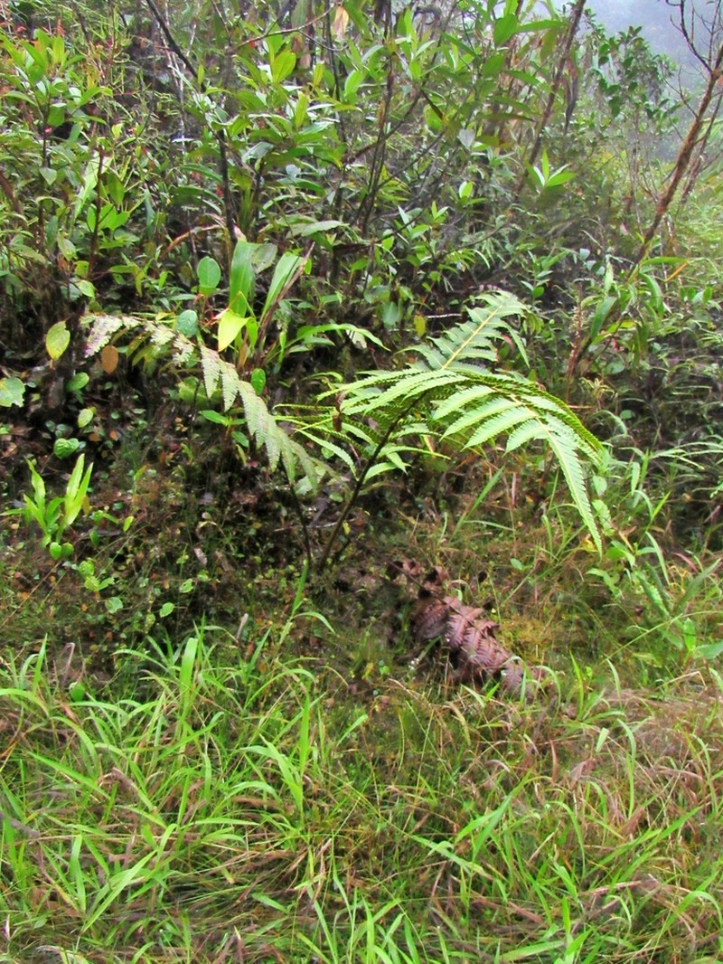 Cyathea andicola photo 3