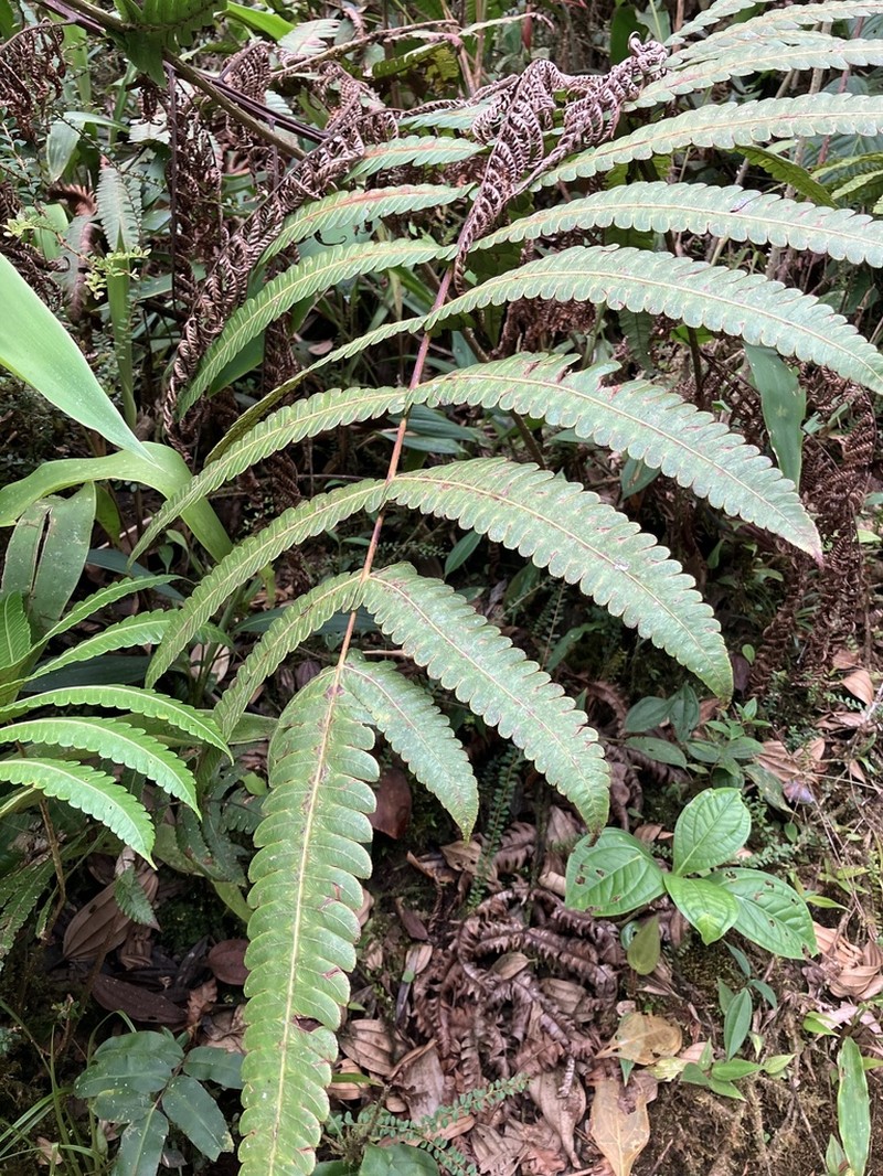 Cyathea andicola photo 4