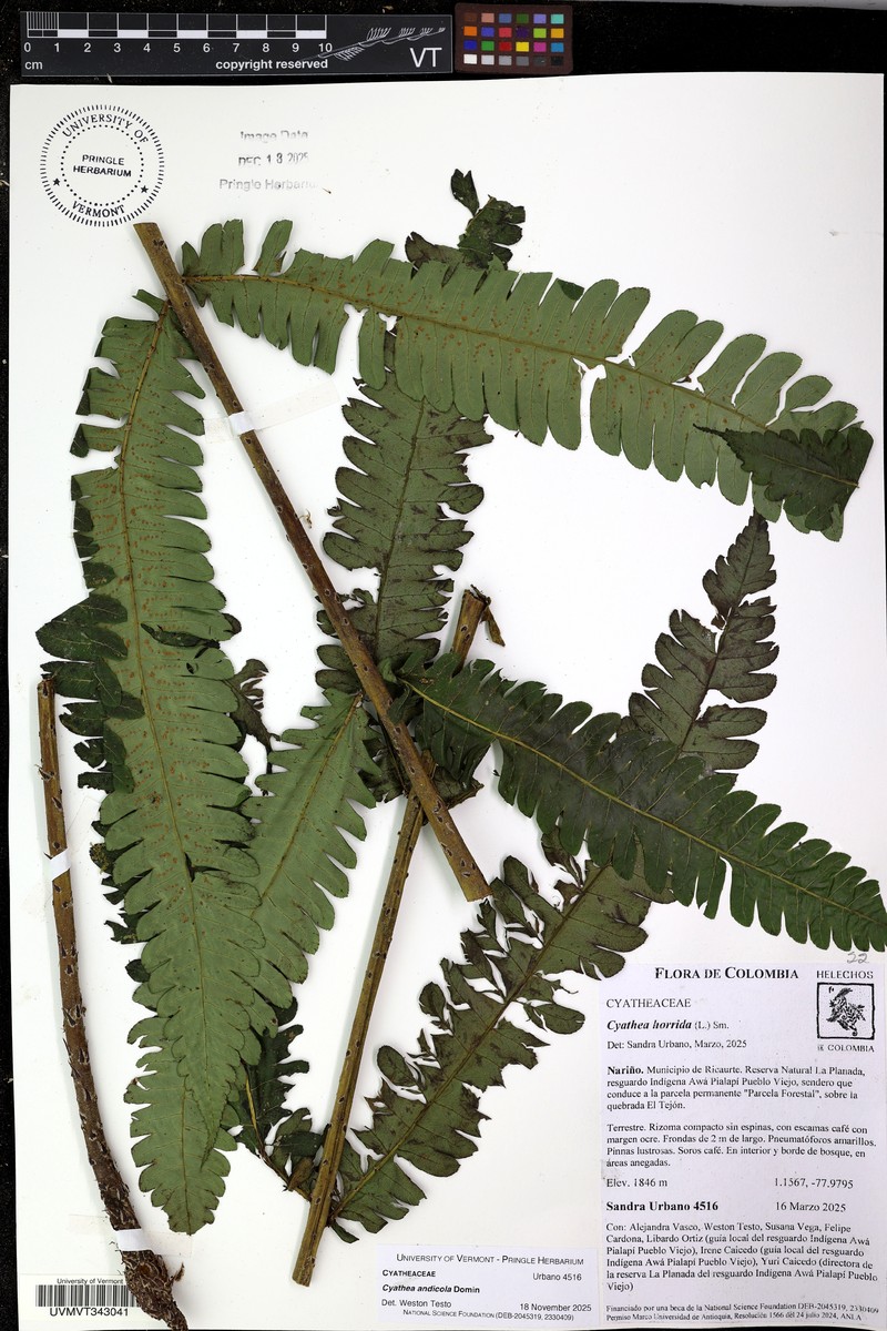 Cyathea andicola photo 5