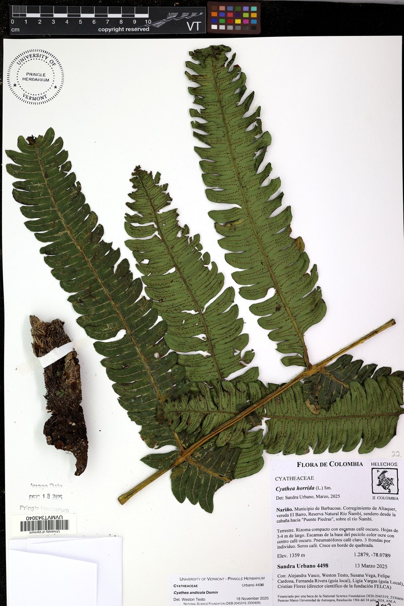 Cyathea andicola photo 6
