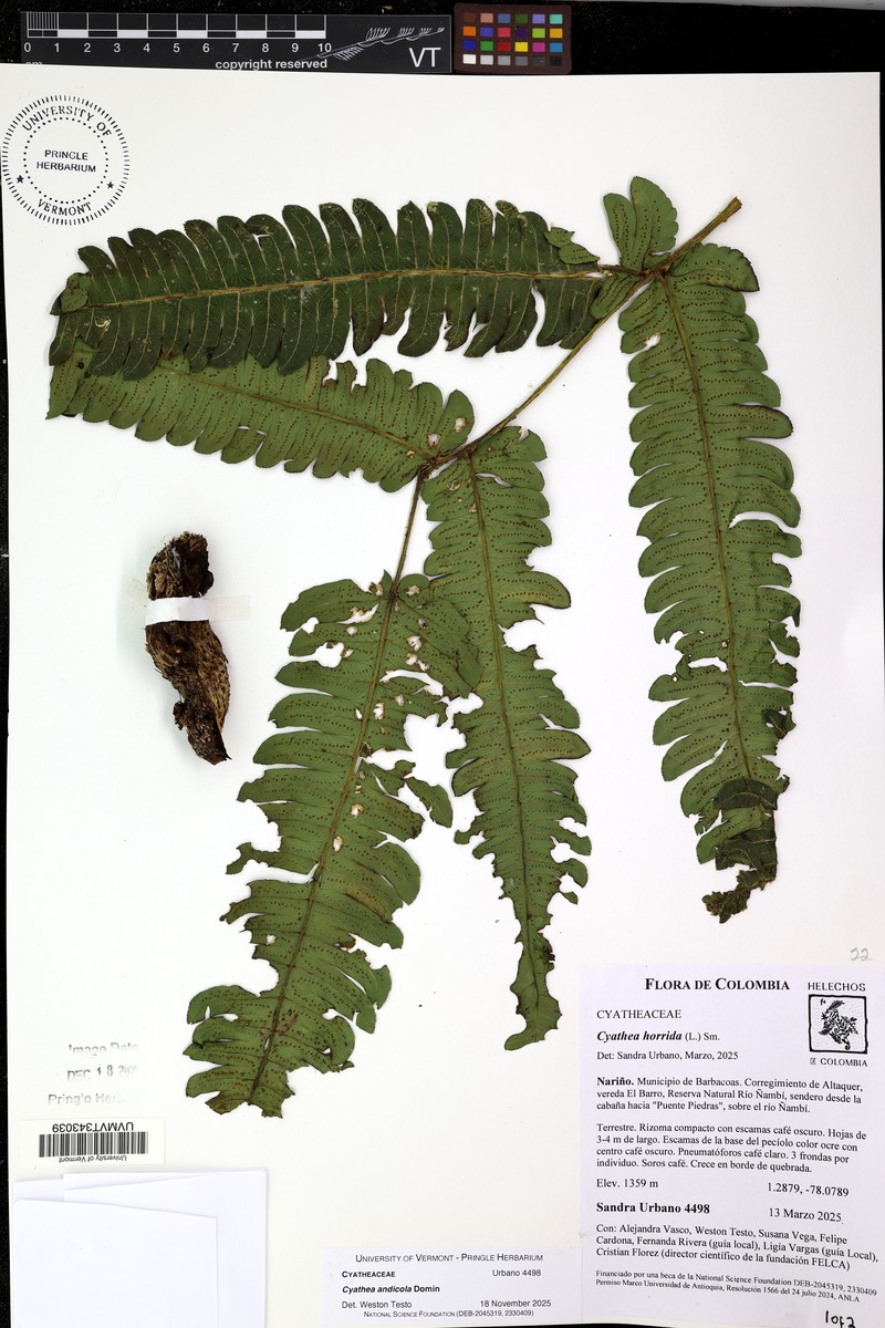 Cyathea andicola photo 7