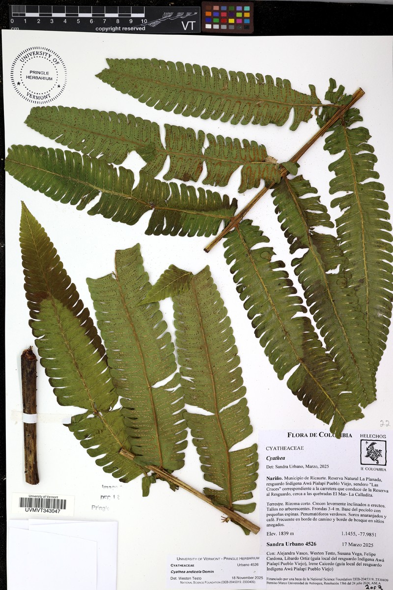 Cyathea andicola photo 8