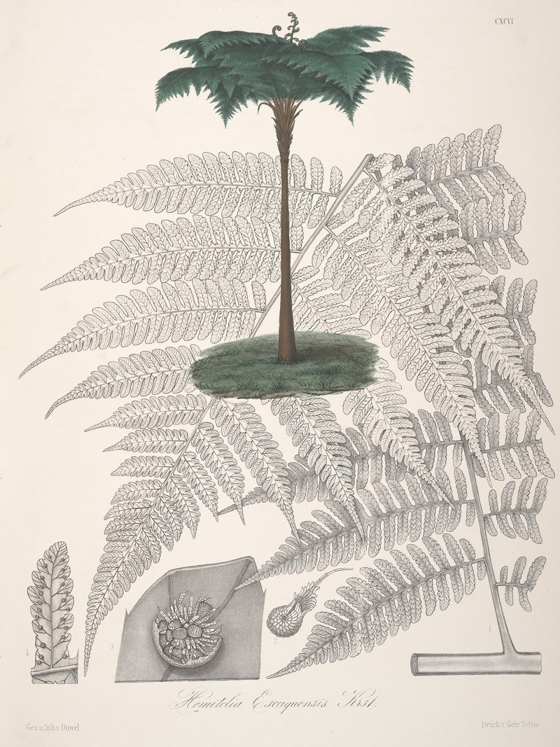 Parrotfeather Treefern