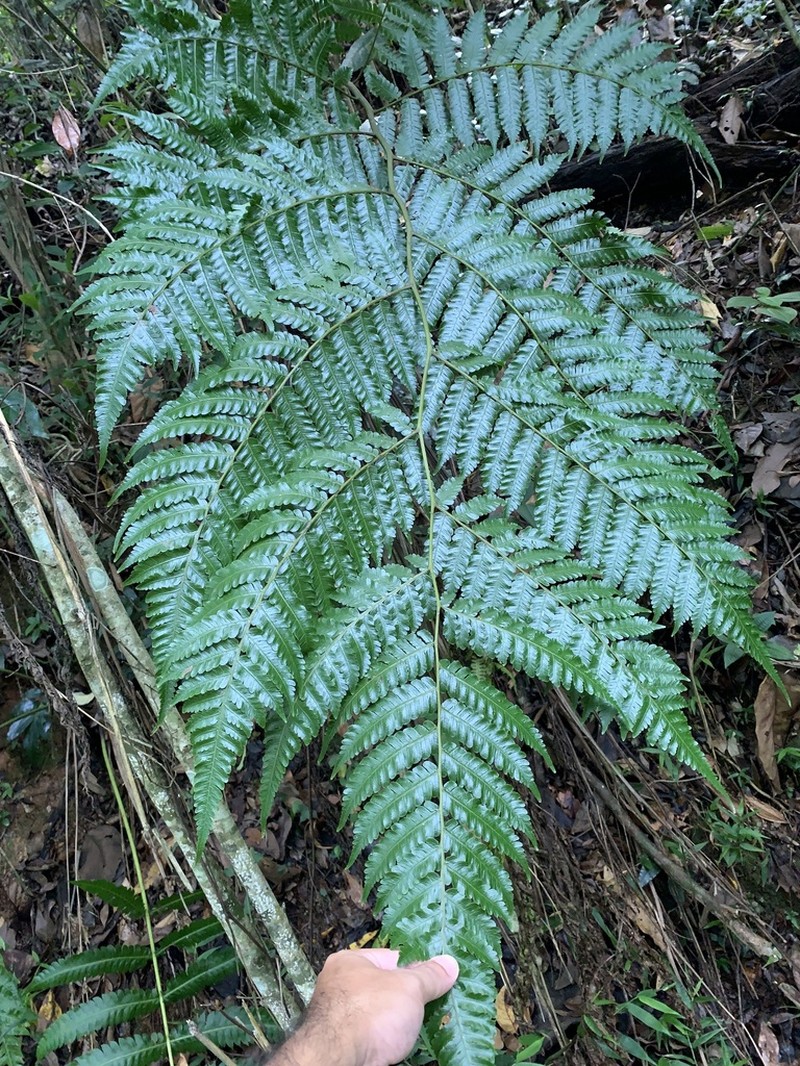 Parrotfeather Treefern