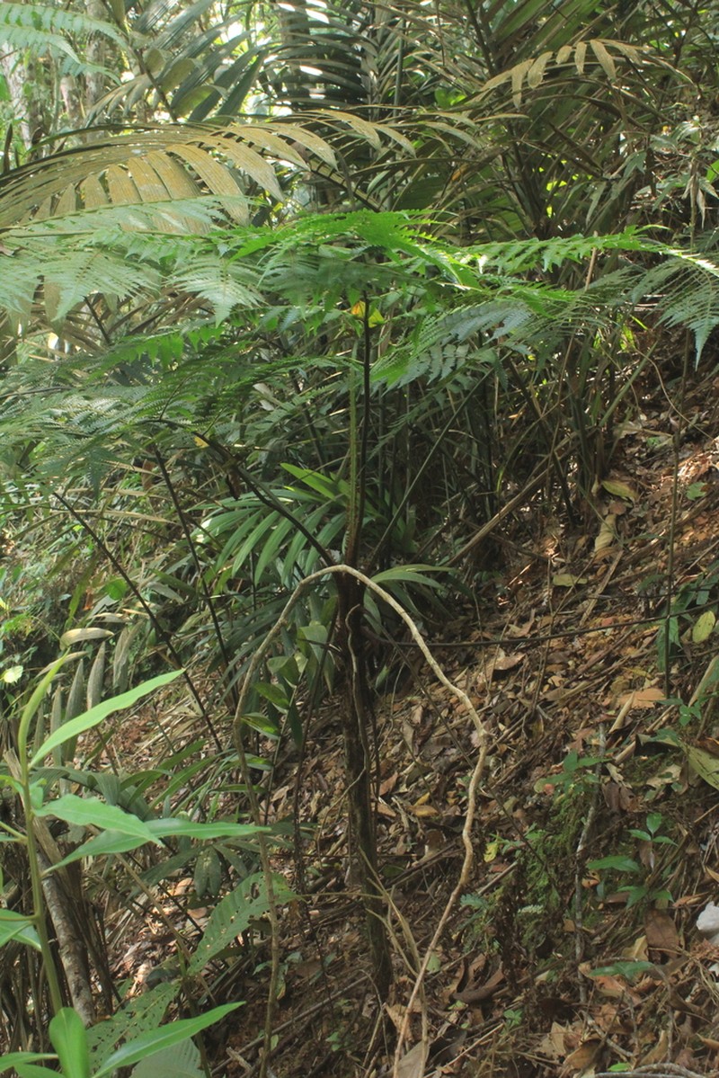 Parrotfeather Treefern photo 4