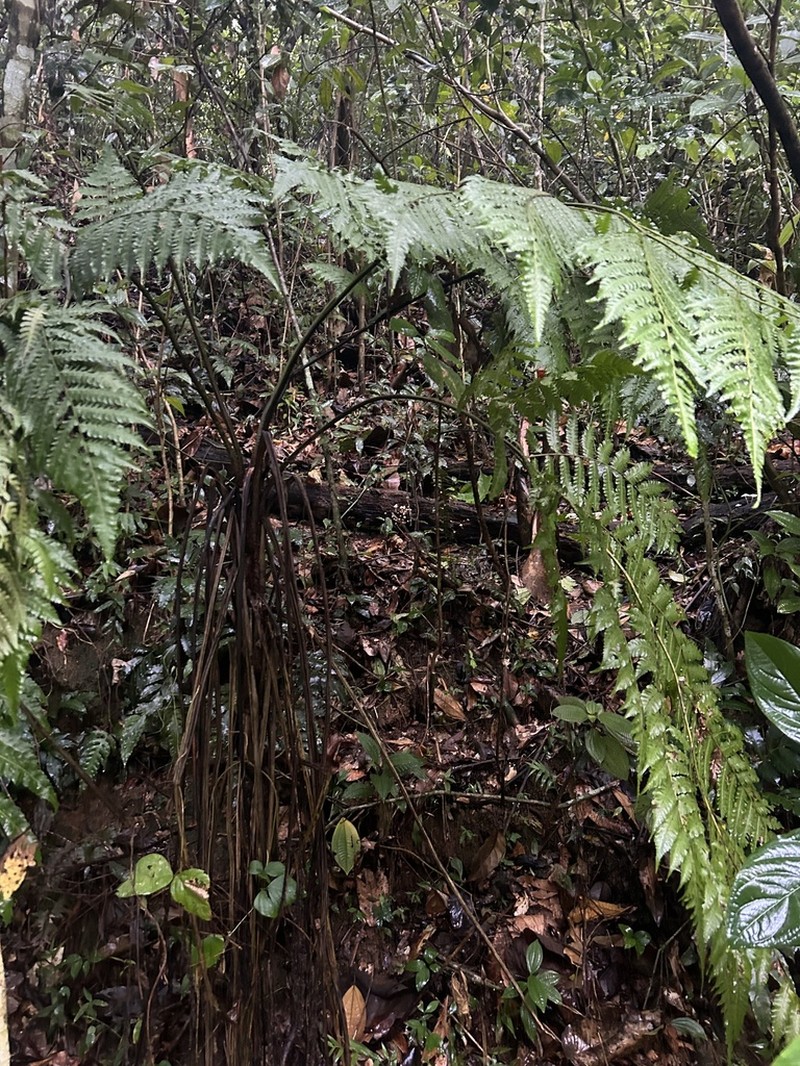 Parrotfeather Treefern photo 5