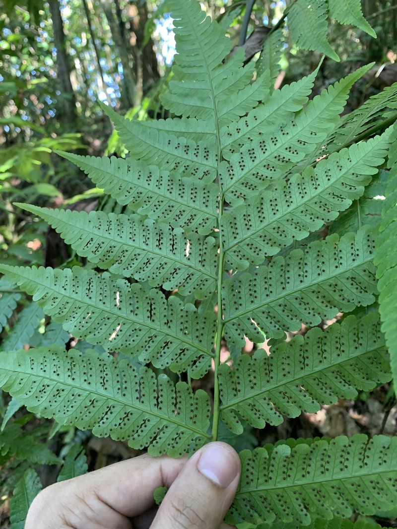 Parrotfeather Treefern photo 7