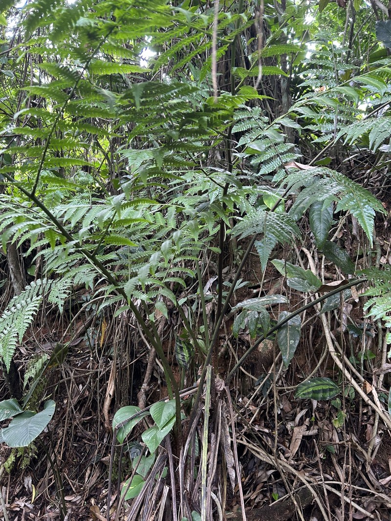 Parrotfeather Treefern photo 8