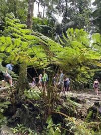 West Indian Treefern
