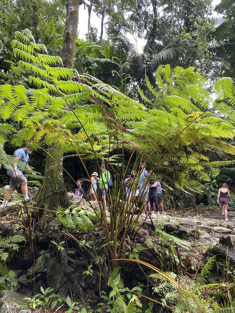 West Indian Treefern