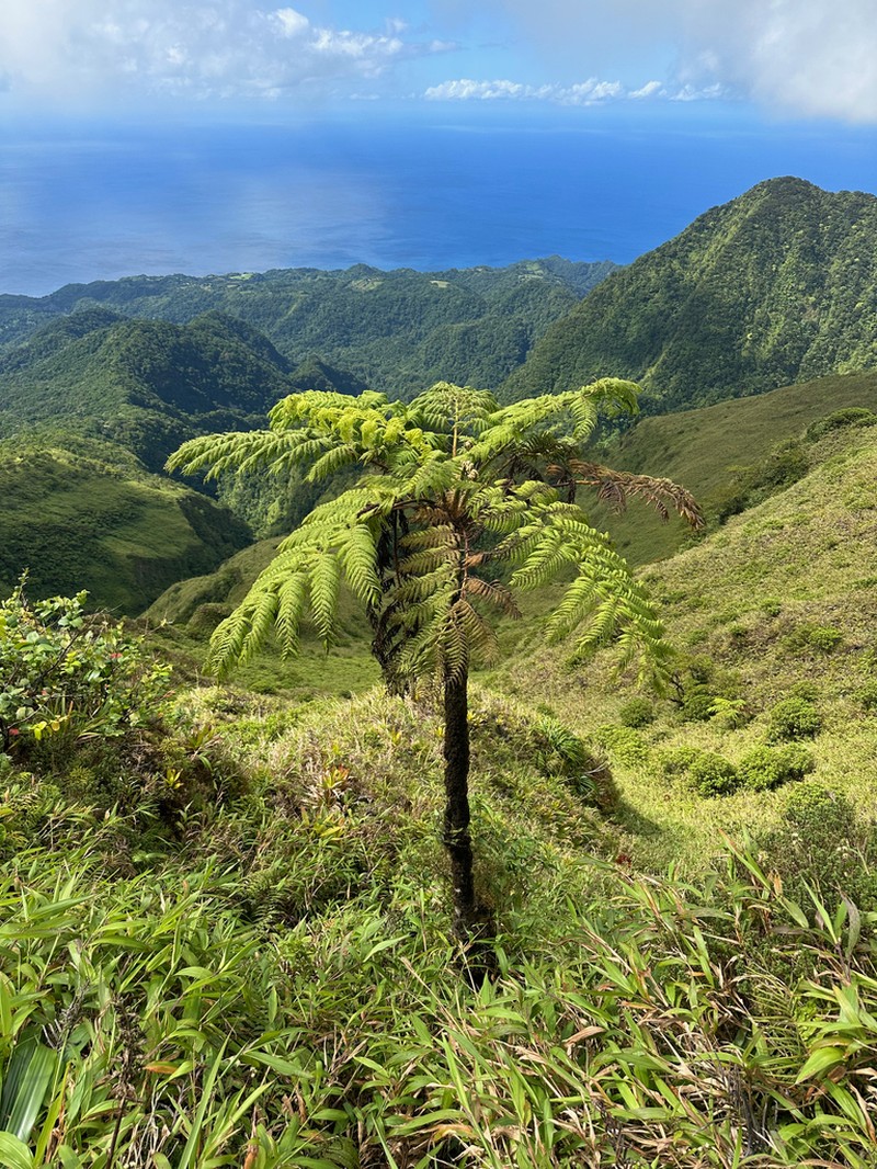 West Indian Treefern photo 3