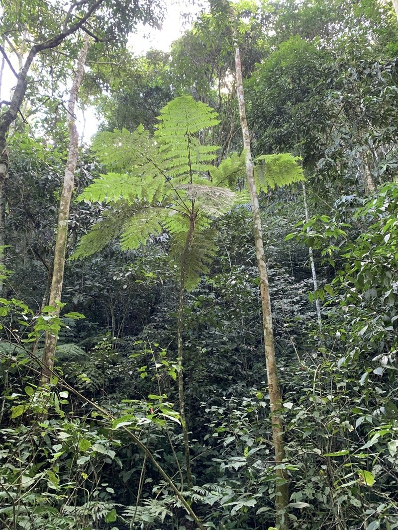 West Indian Treefern photo 4