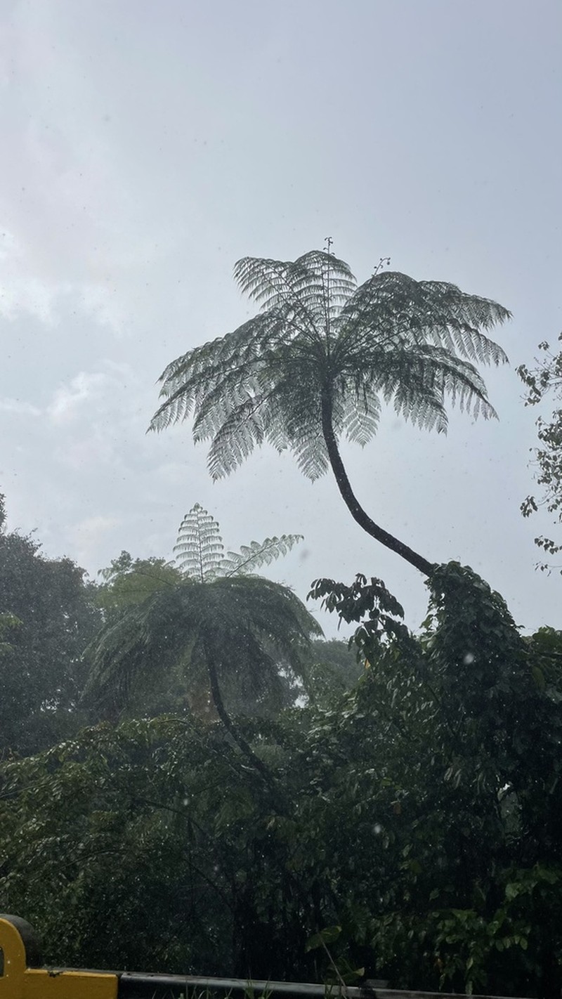 West Indian Treefern photo 5