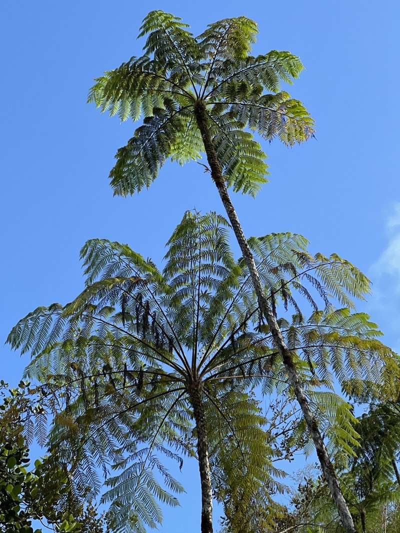 West Indian Treefern photo 6