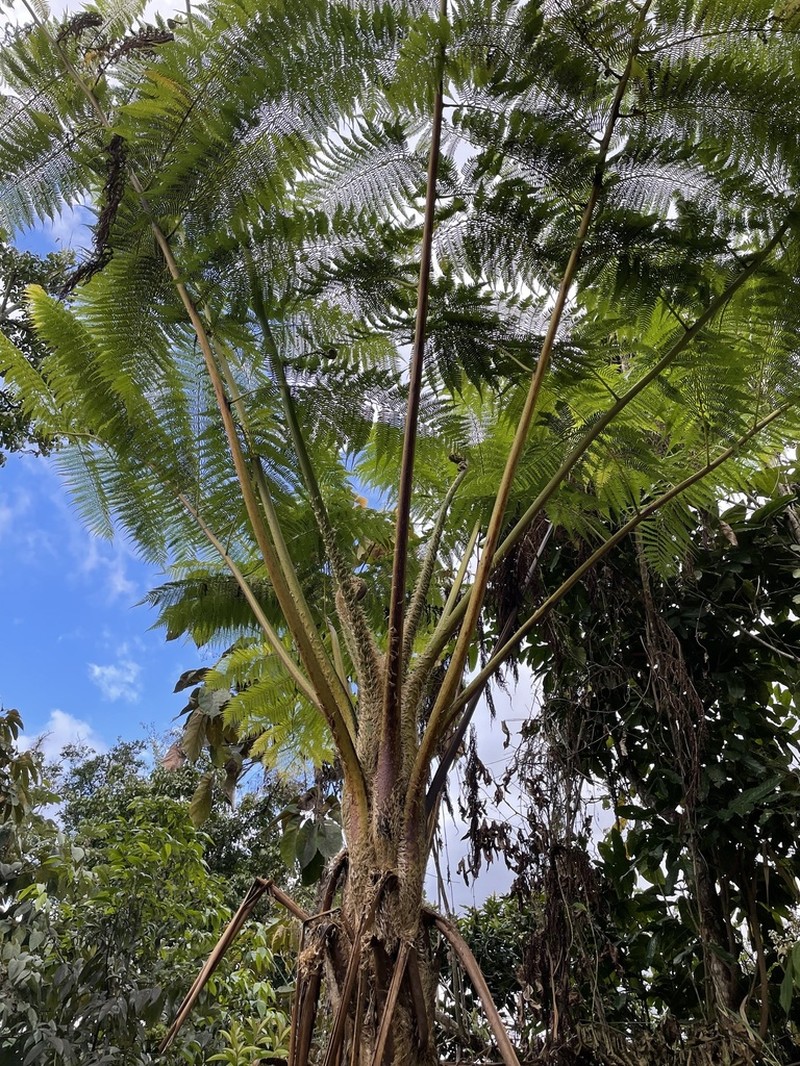 West Indian Treefern photo 7