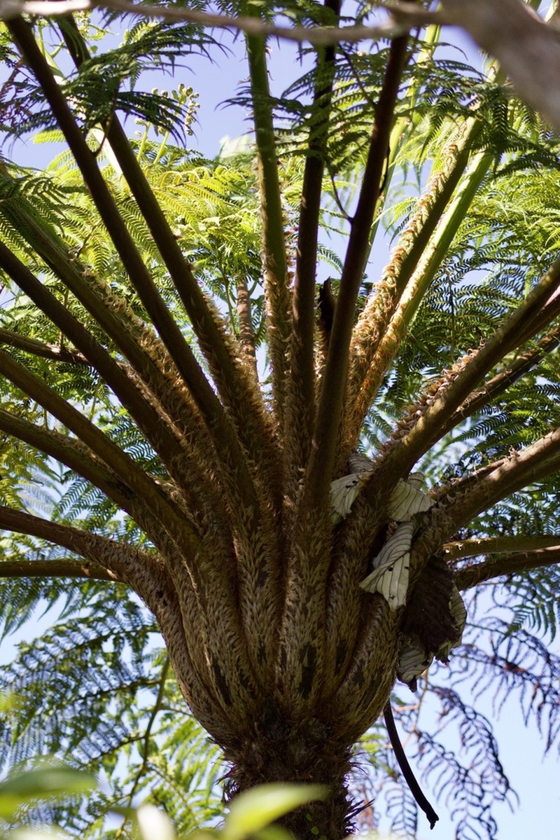 West Indian Treefern photo 8