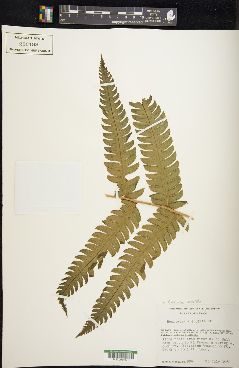 Cyathea aristata