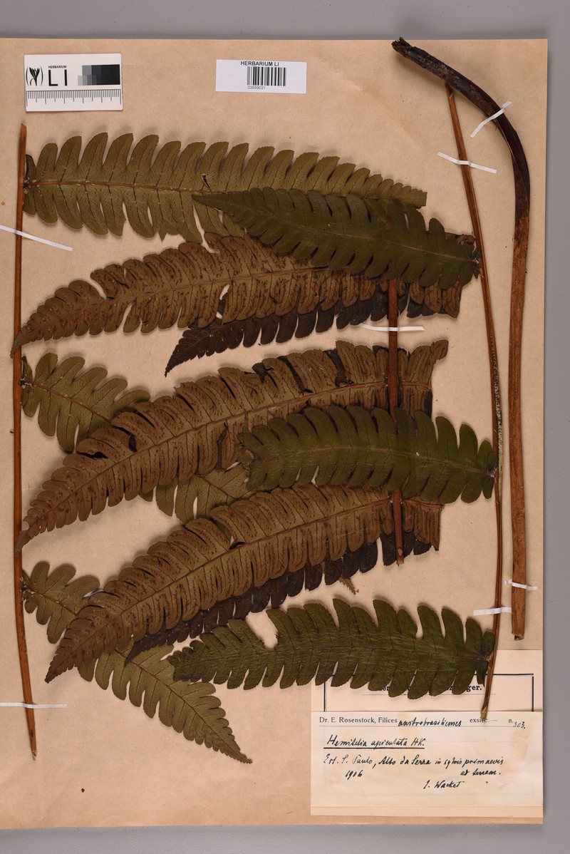 Cyathea aristata photo 2