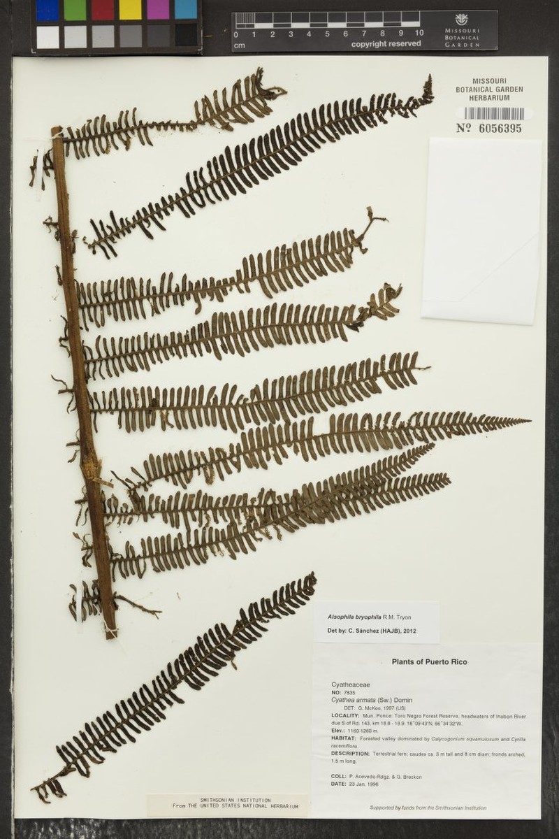Creeping Treefern