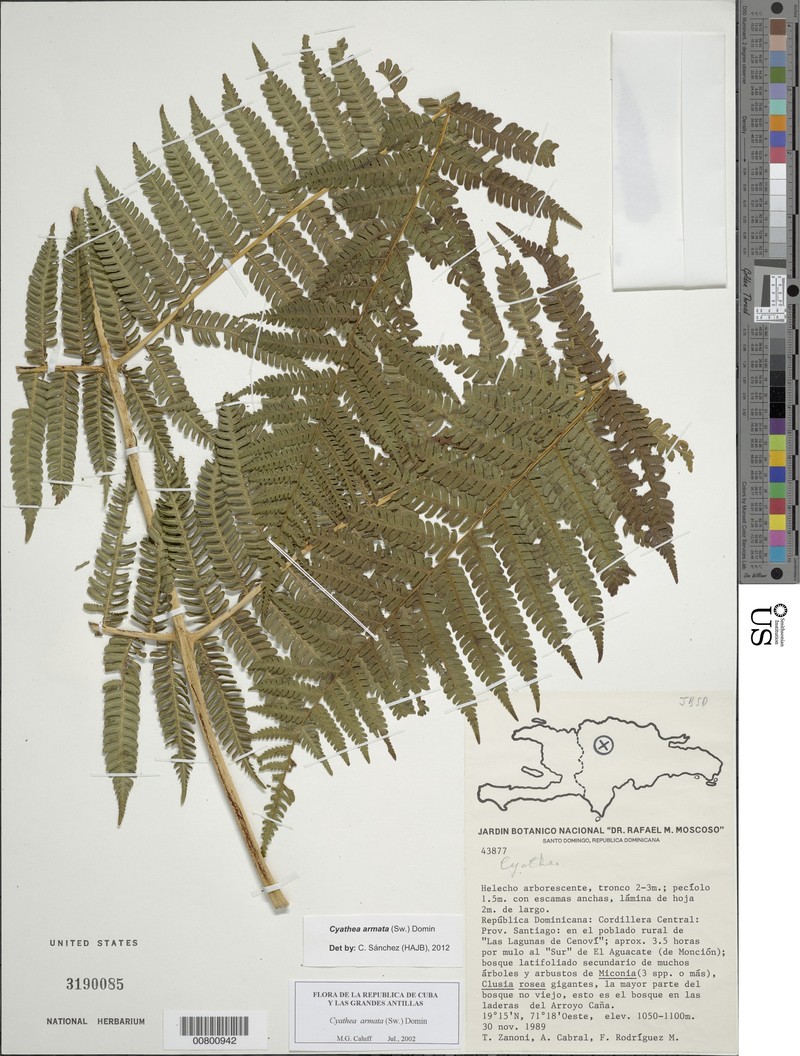 Creeping Treefern photo 2