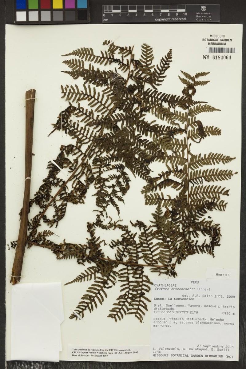 Cyathea arnecornelii