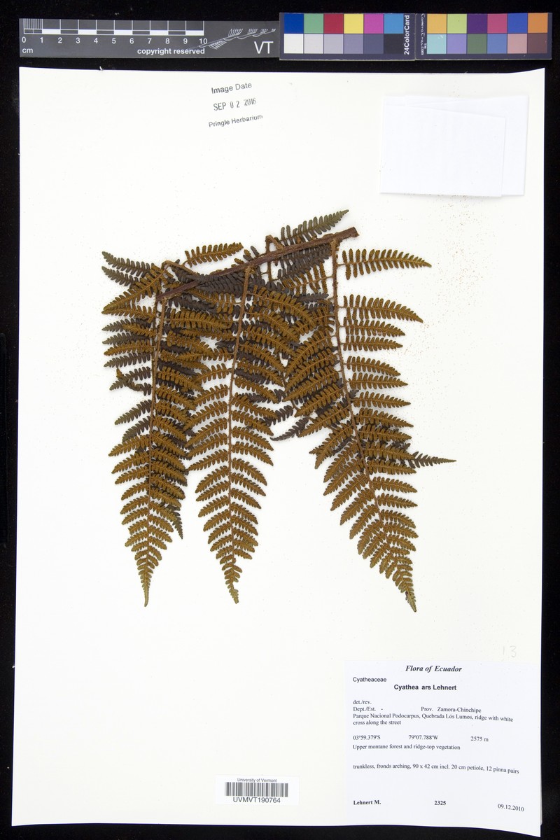 Cyathea ars