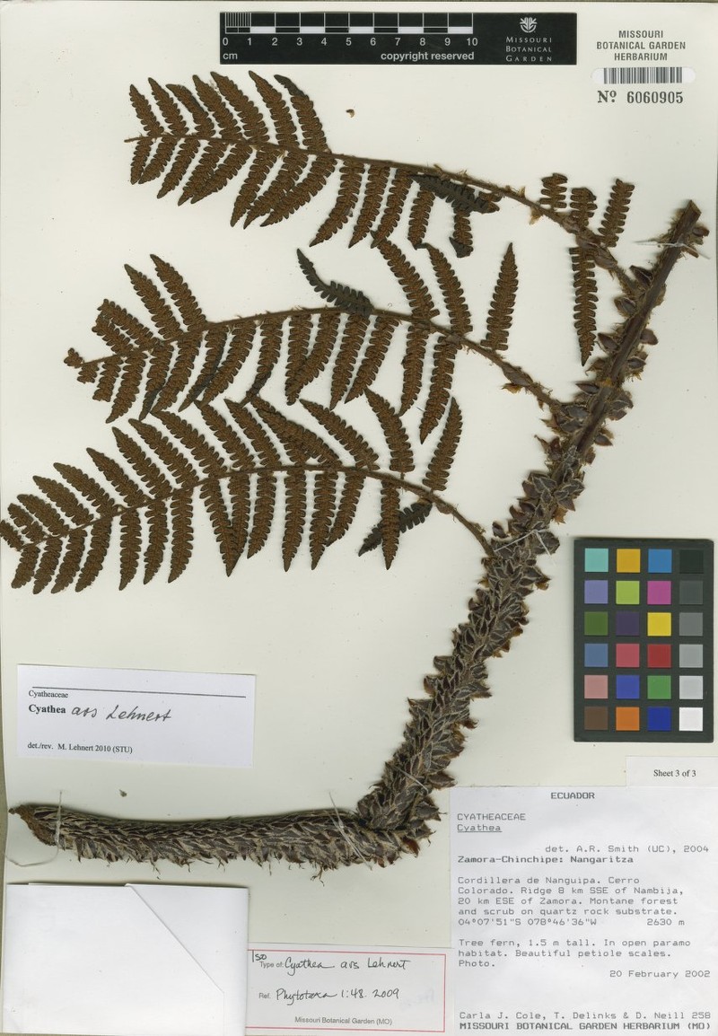 Cyathea ars photo 2
