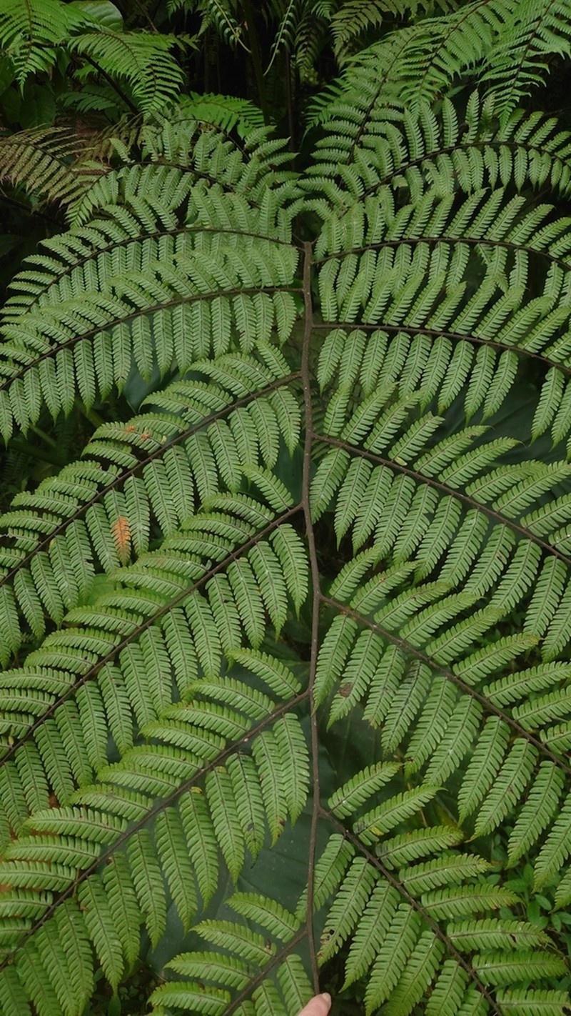 Cyathea aspera