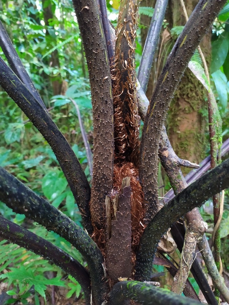 Cyathea aspera photo 2