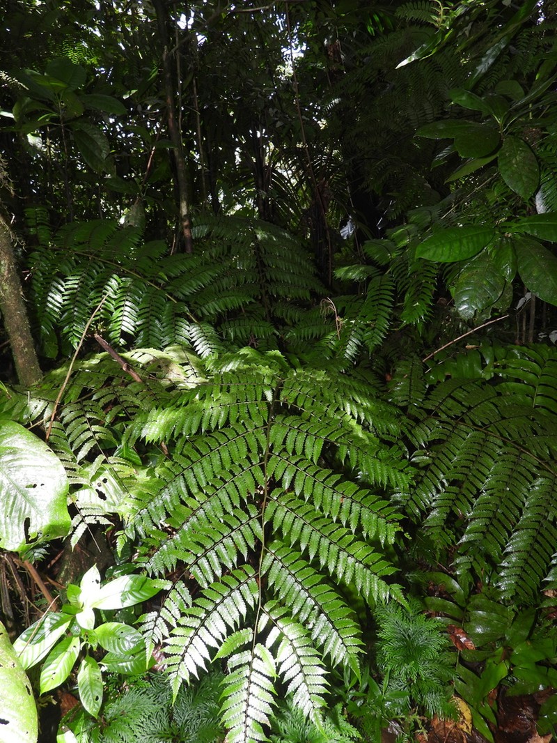 Cyathea aspera photo 3