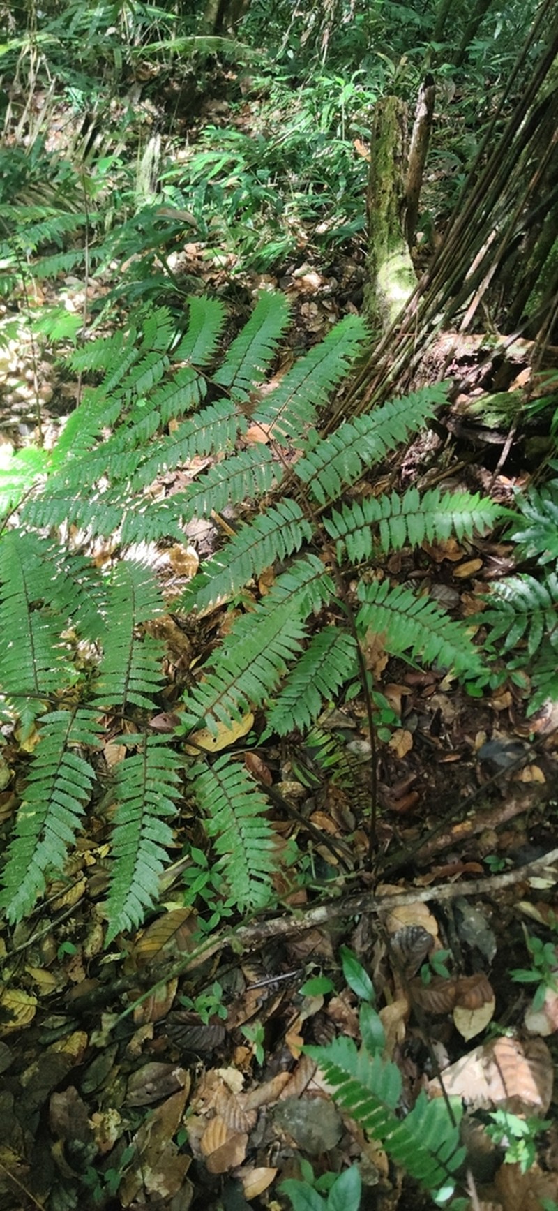 Cyathea aspera photo 4