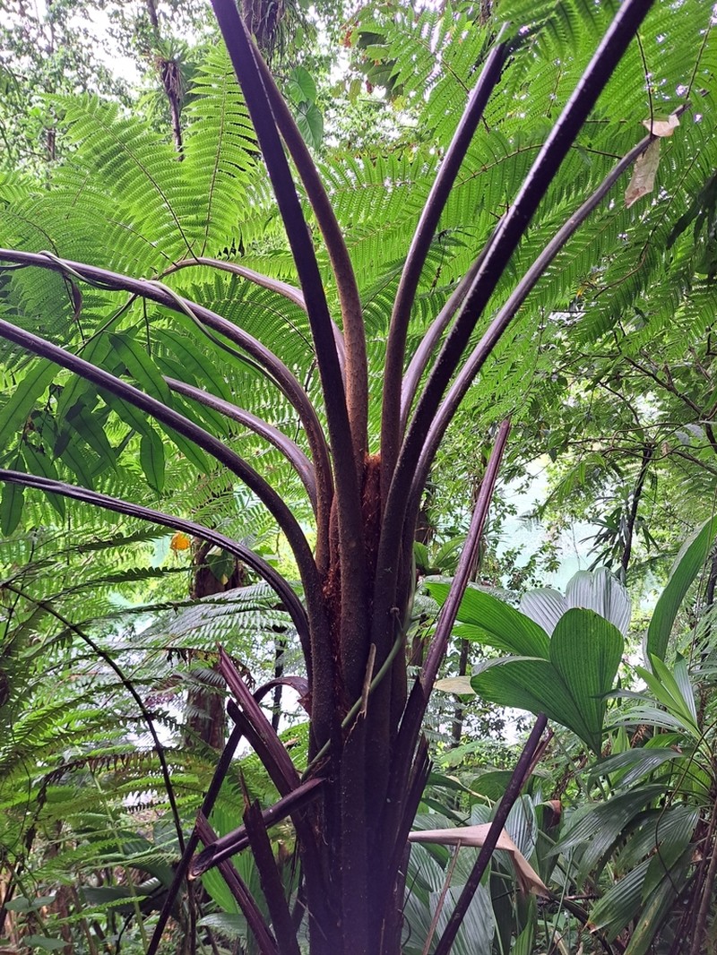 Cyathea aspera photo 5