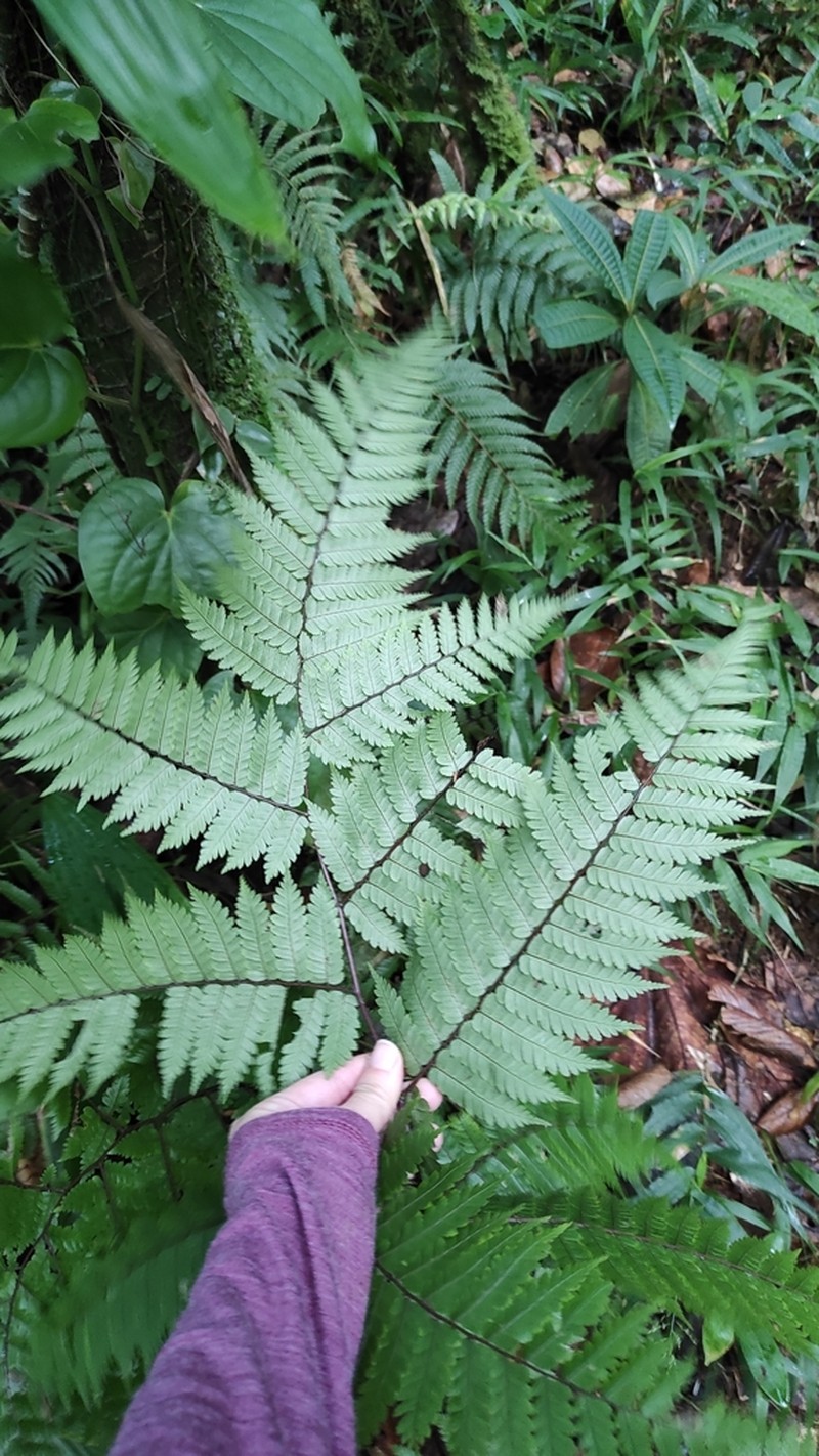 Cyathea aspera photo 6