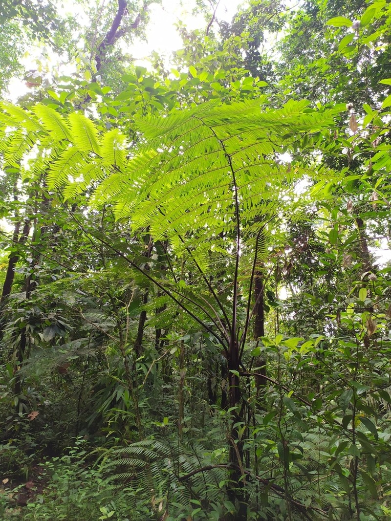 Cyathea aspera photo 7