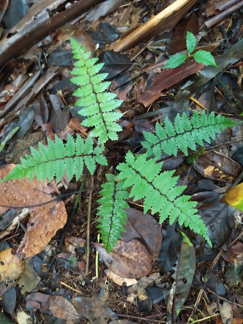 Cyathea aspera photo 8