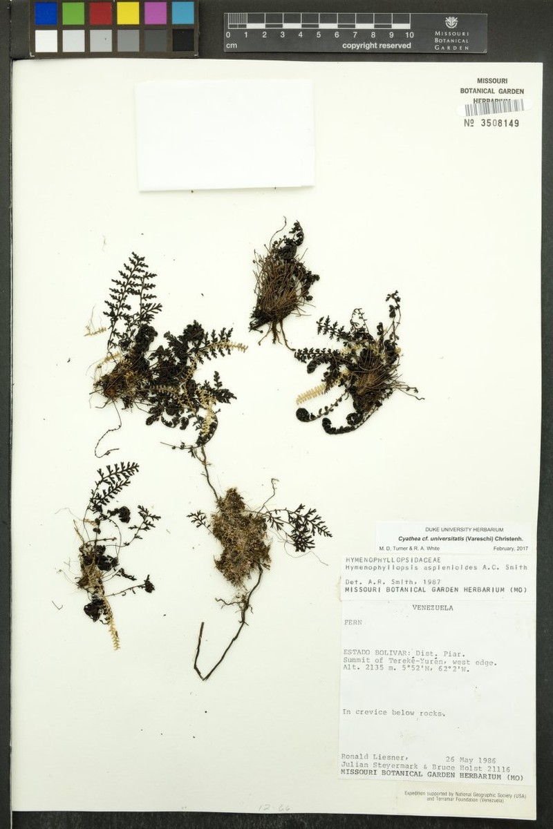 Cyathea asplenioides